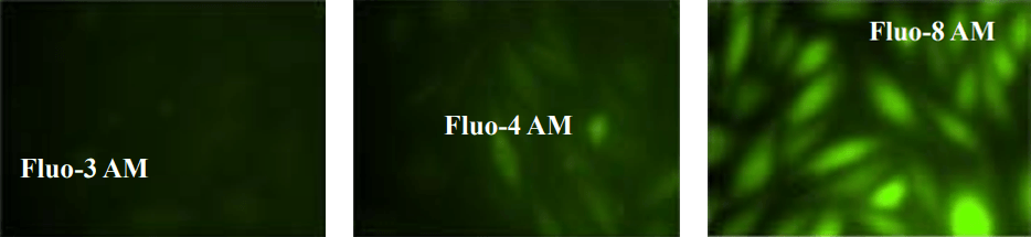 Fluo-3 AM;Fluo-4 AM;Fluo-8 AM