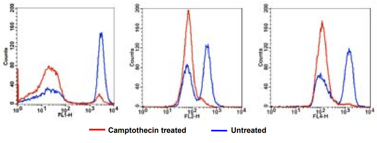 Flow Cytometric analysis