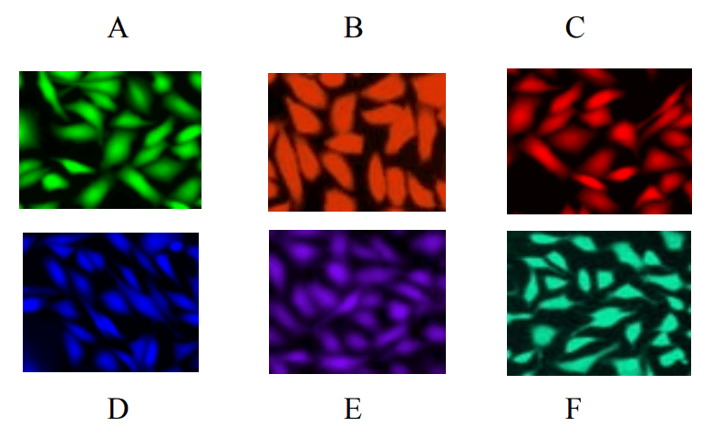 CPA cells