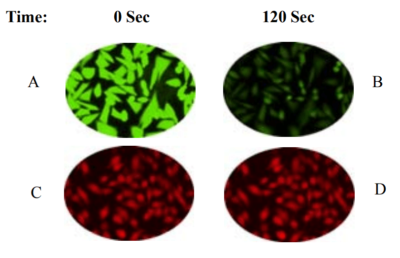 Photobleaching comparison