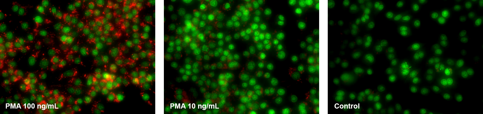 RAW;MitoROS OH580;Nuclear Green LCS1