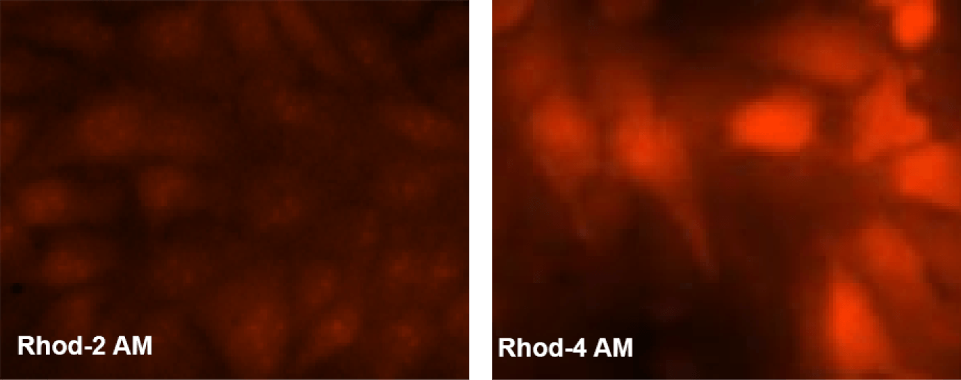 Rhod 2 AM and Rhod 4 AM