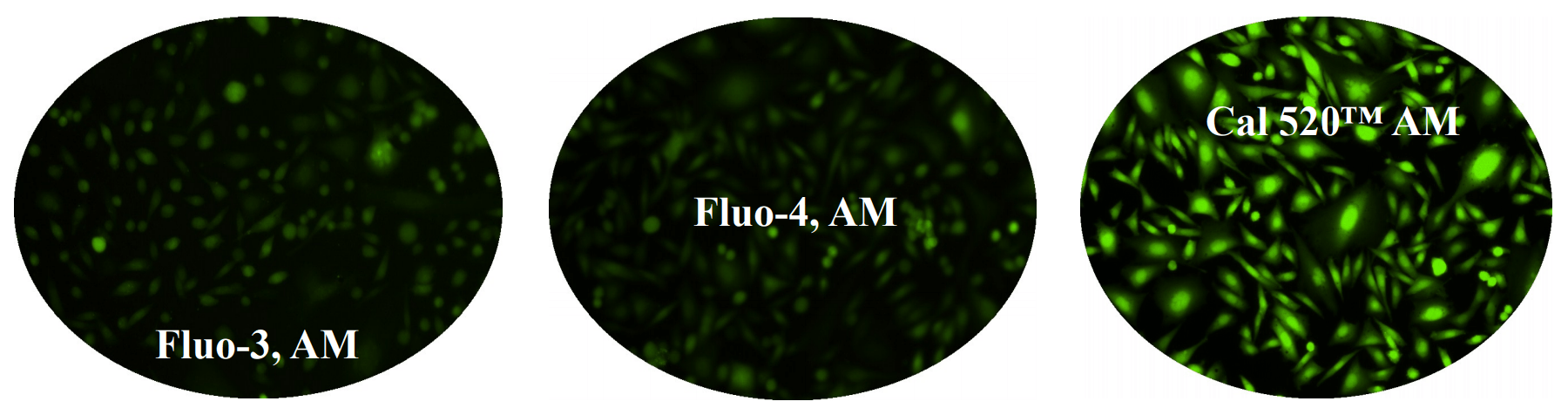 Response of endogenous P2Y