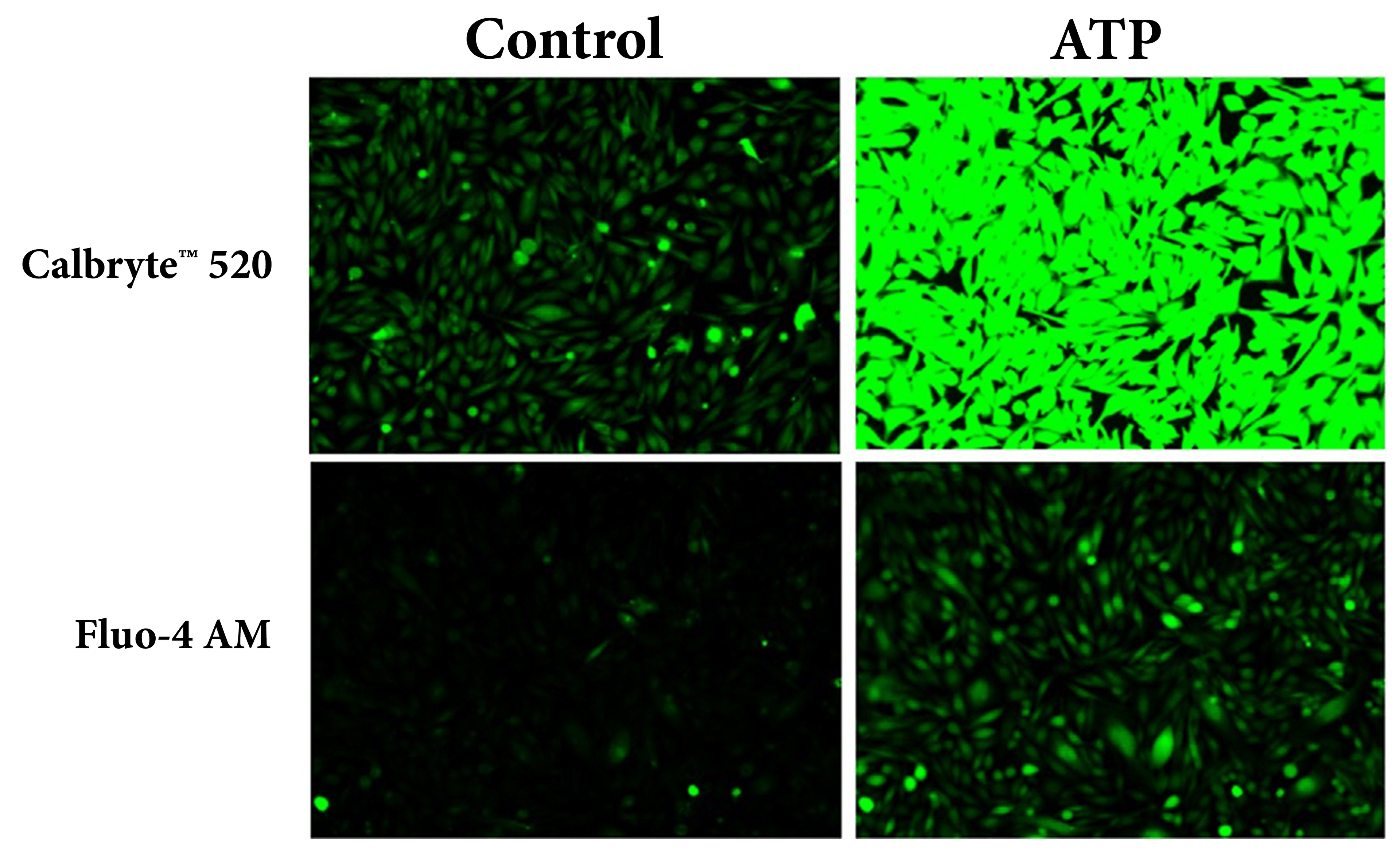 Response of endogenous P2Y receptor