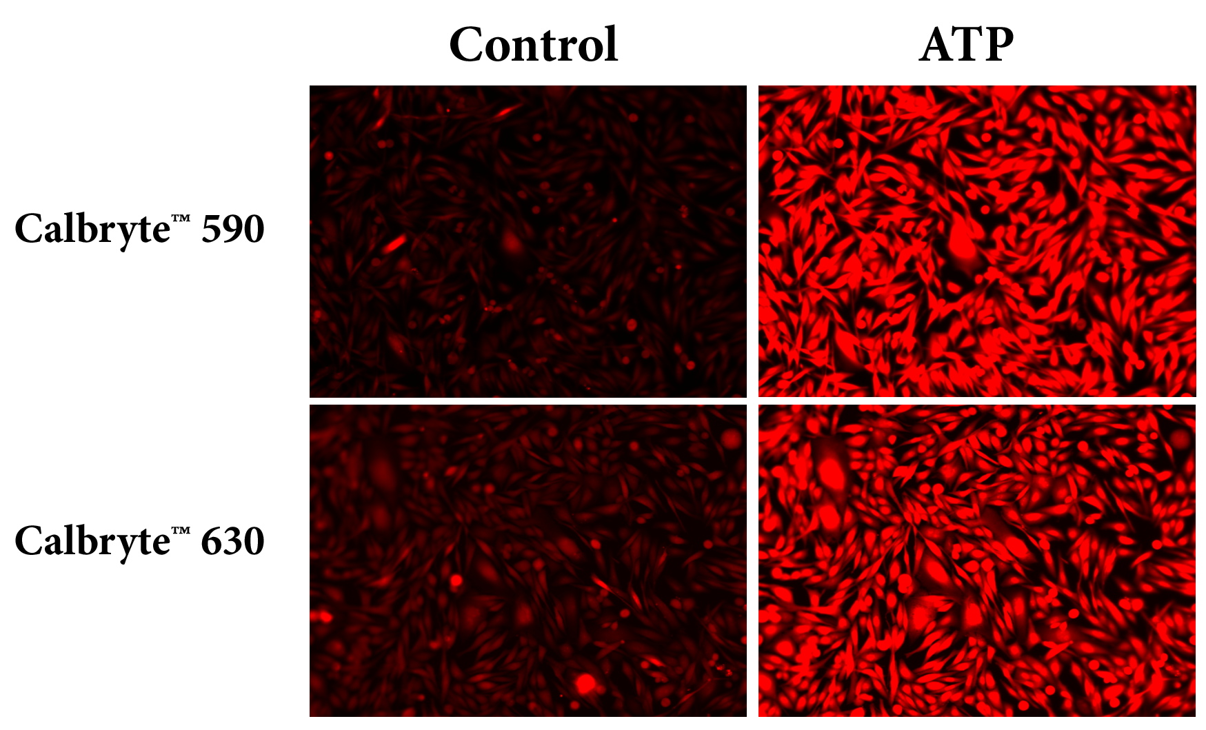 Response of endogenous P2Y receptor