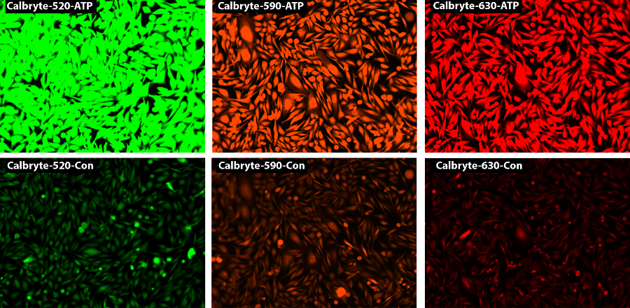 Response of endogenous P2Y receptor