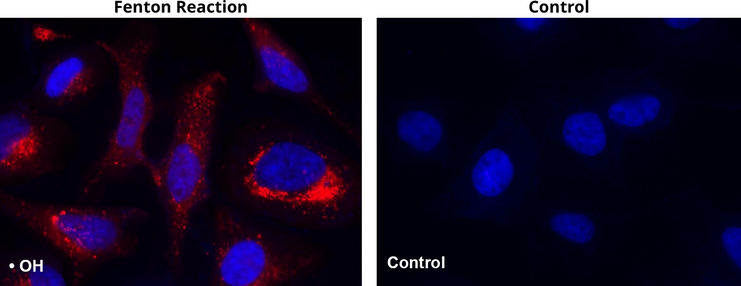 MitoROS OH580 and Hoechst Co-stain;MitoROS OH580 and Hoechst co-stain_control