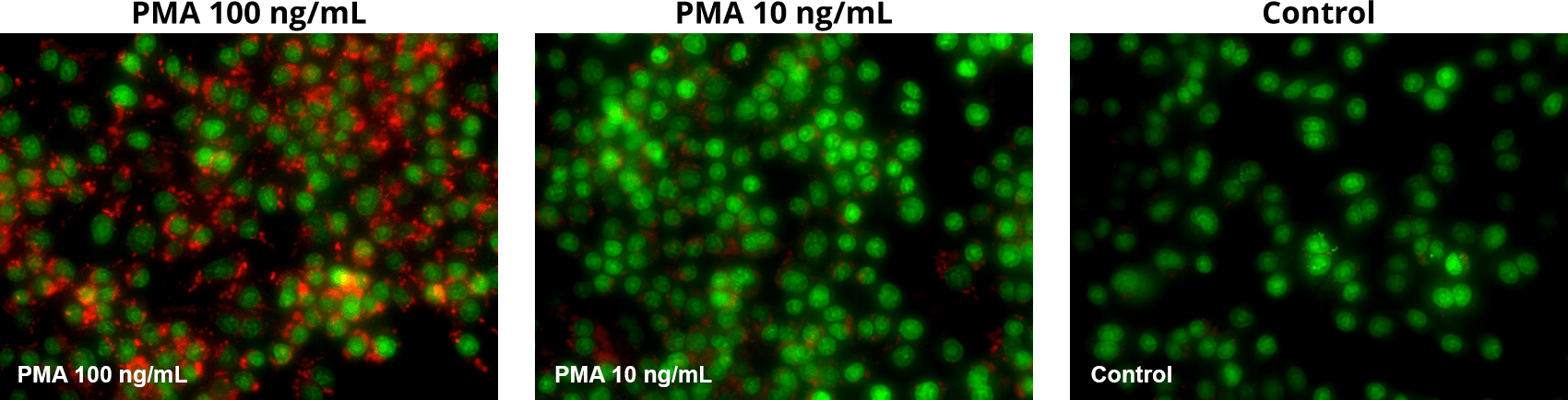 MitoROS OH580 and Nuclear Green Co-stain_partA;MitoROS OH580 and Nuclear Green Co-stain_partB;MitoROS OH580 and Nuclear Green Co-stain_control