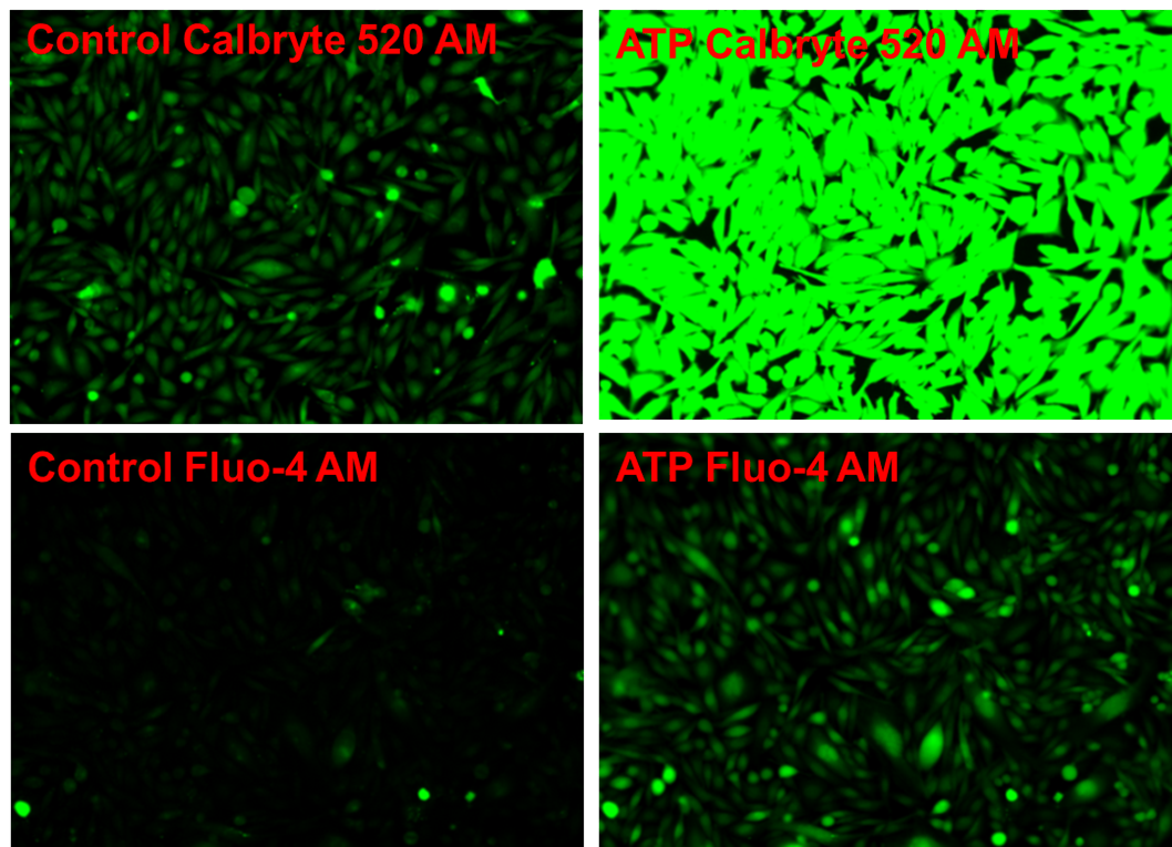 Calcium Response in CHO-K1