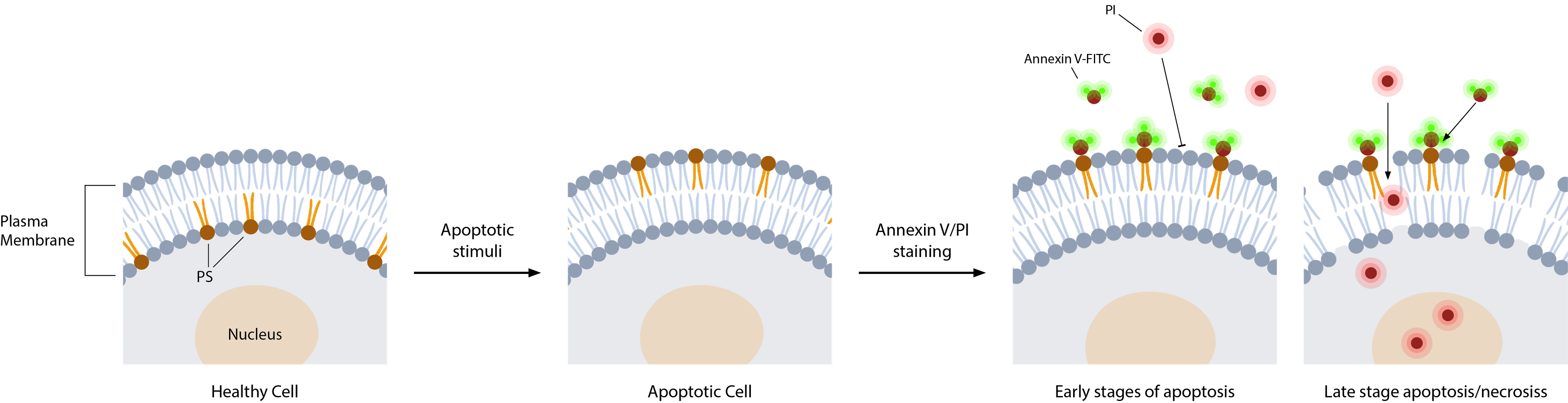 Annexin V and PI Assay Diagram