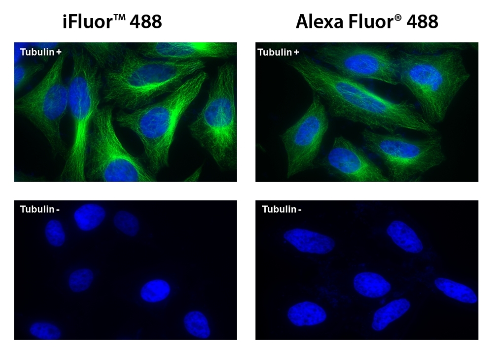 iFluor488 and Alexa Fluor 488 comparison