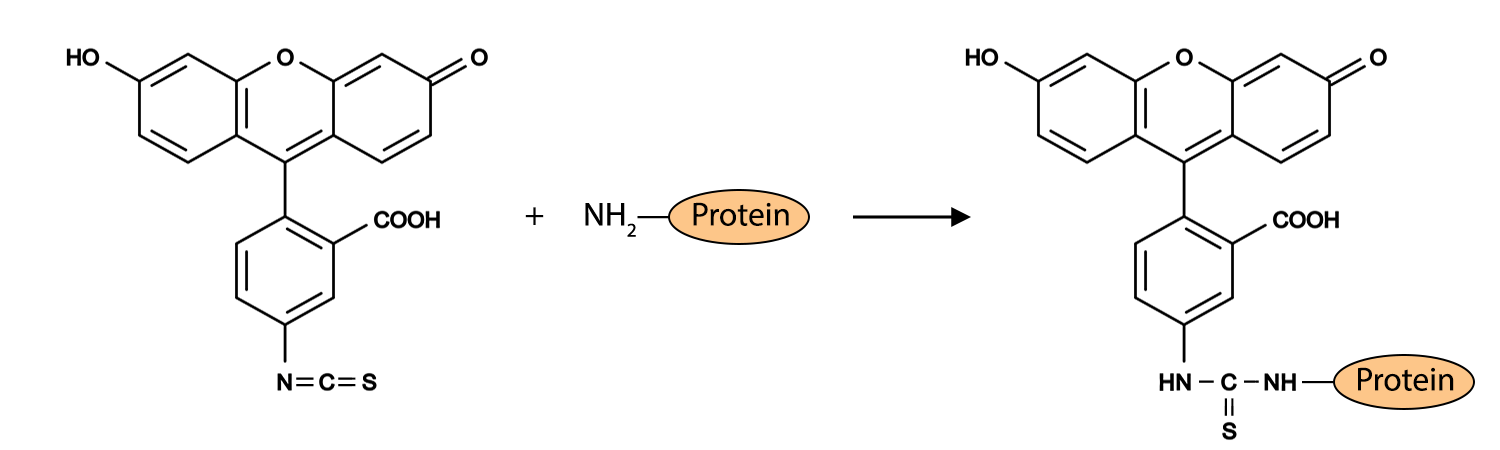 FITC labeling reaction