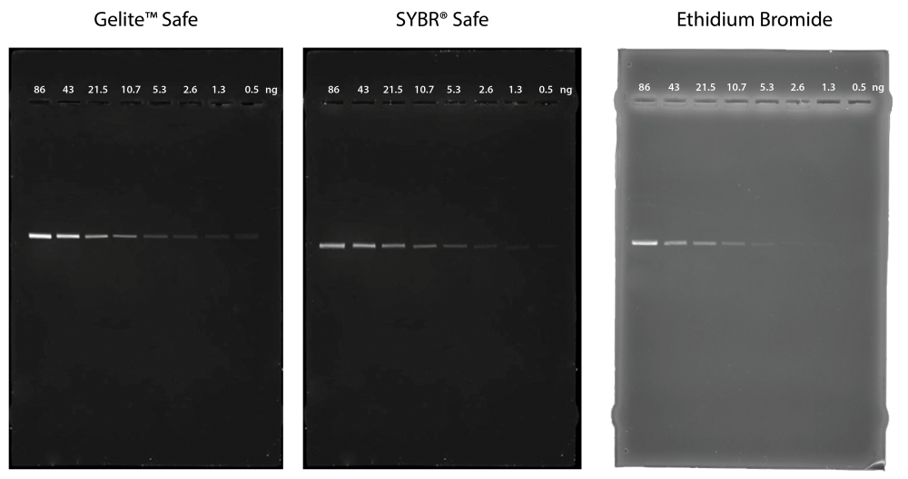 Comparison of DNA detection