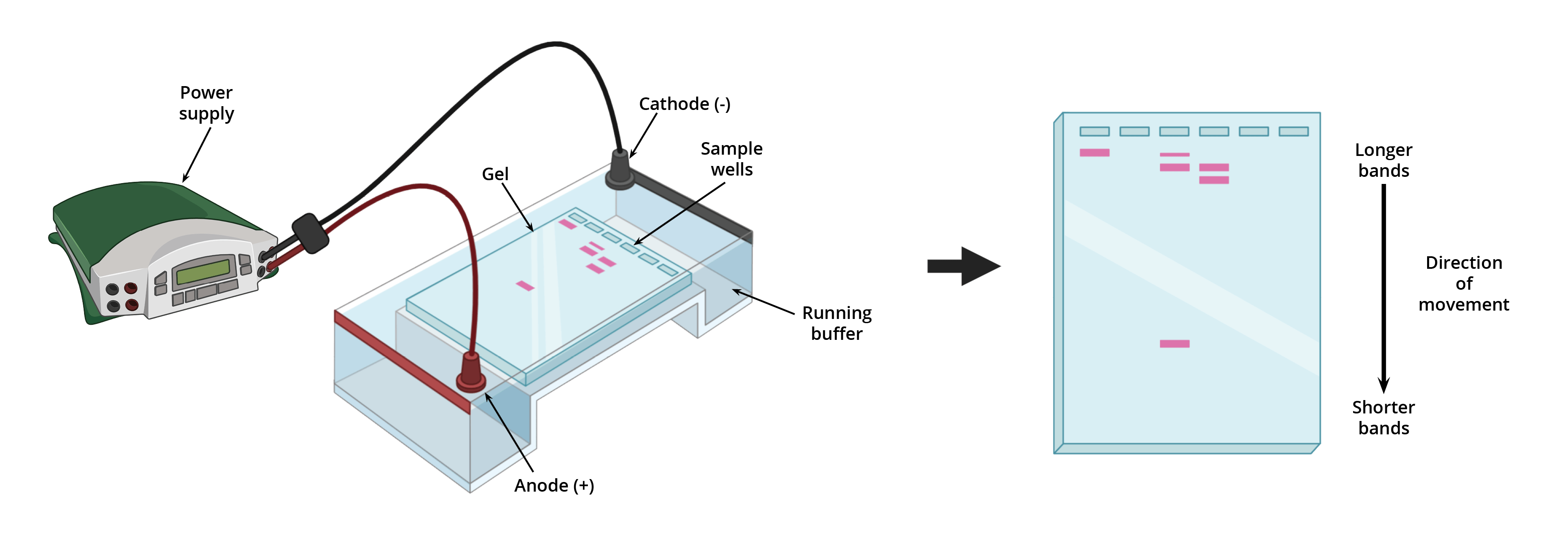 gel electrophoresis