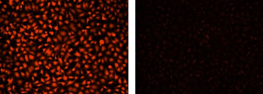 Images of HeLa cells