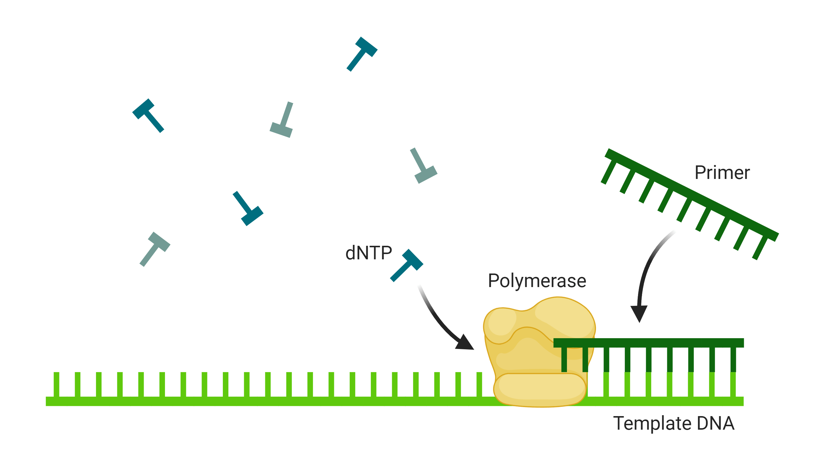 Visualization of primer annealing and chain extension during PCR