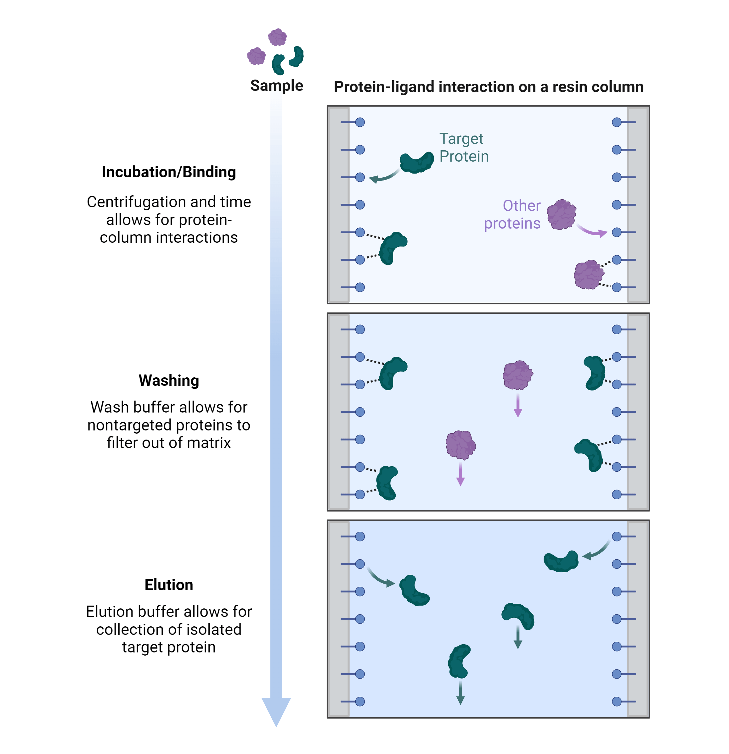 Affinity chromatography column interactions
