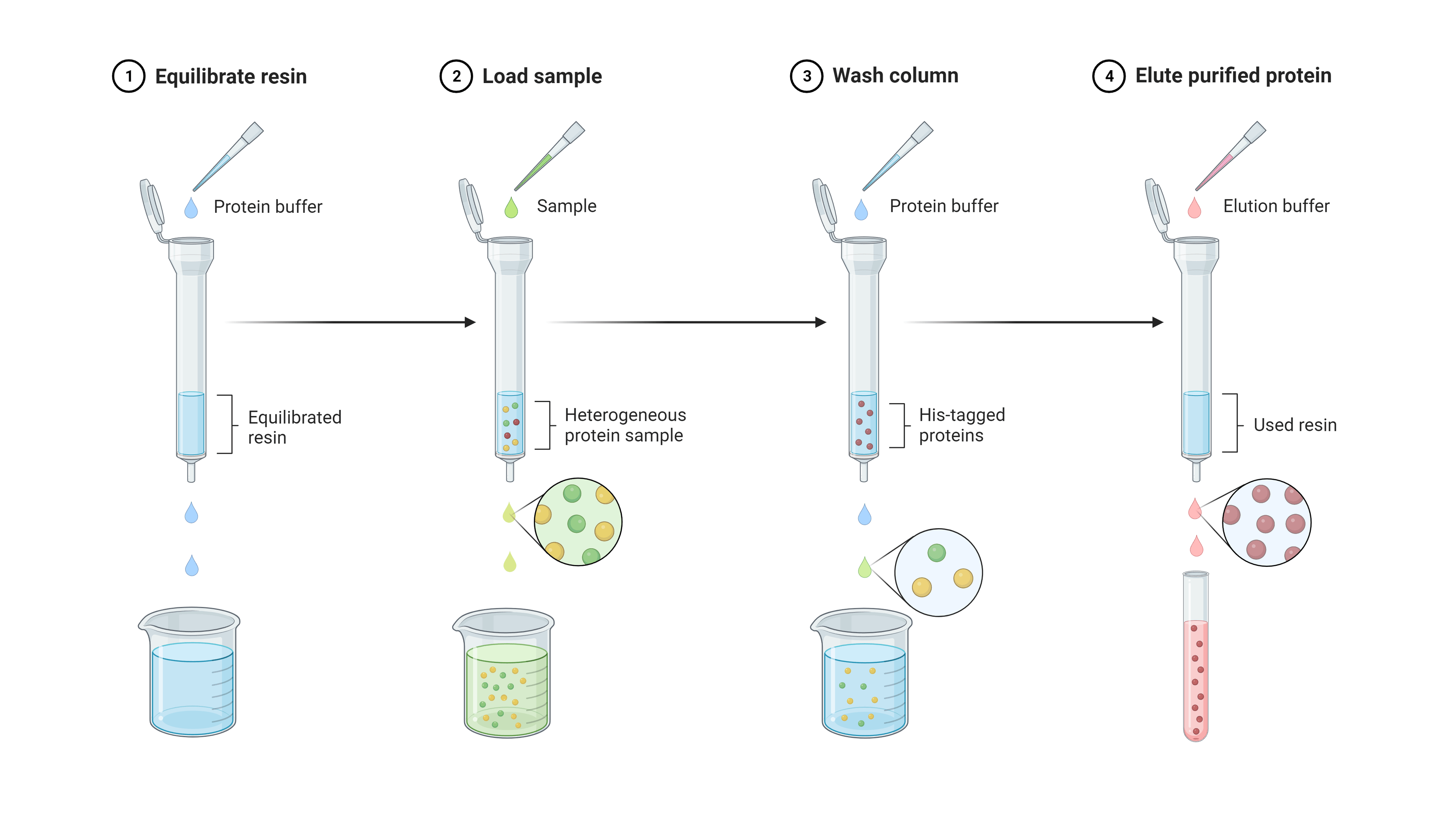 Steps of a basic affinity purification