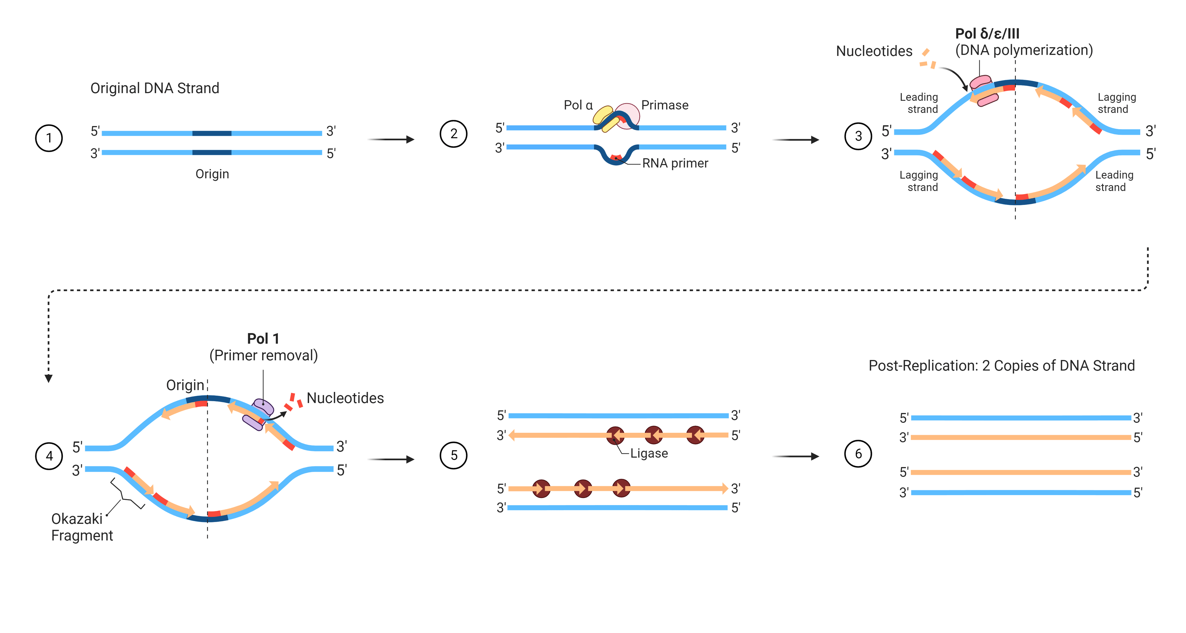 DNA replication;