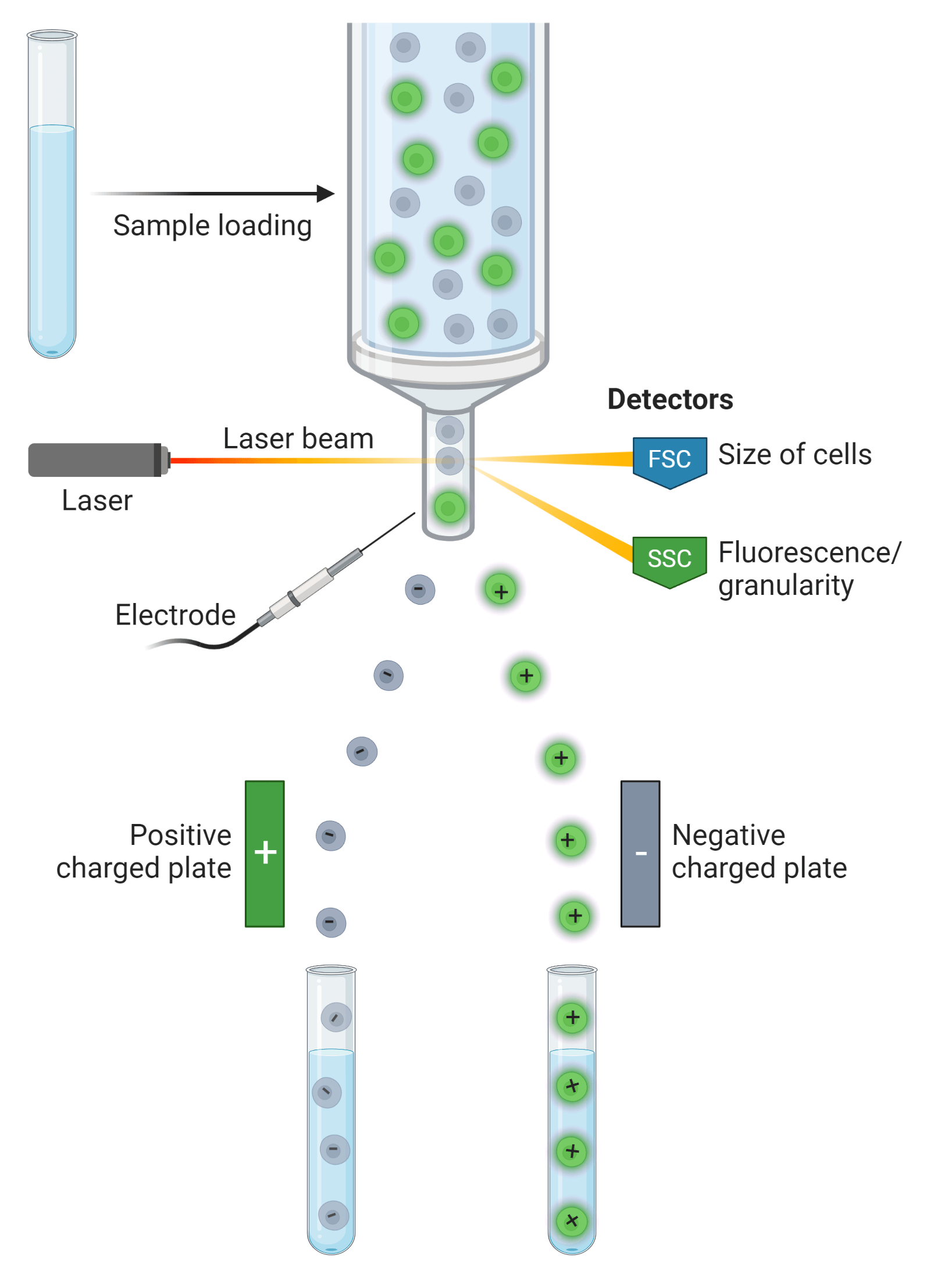 Fluorescence Activated Cell Sorting (FACS)
