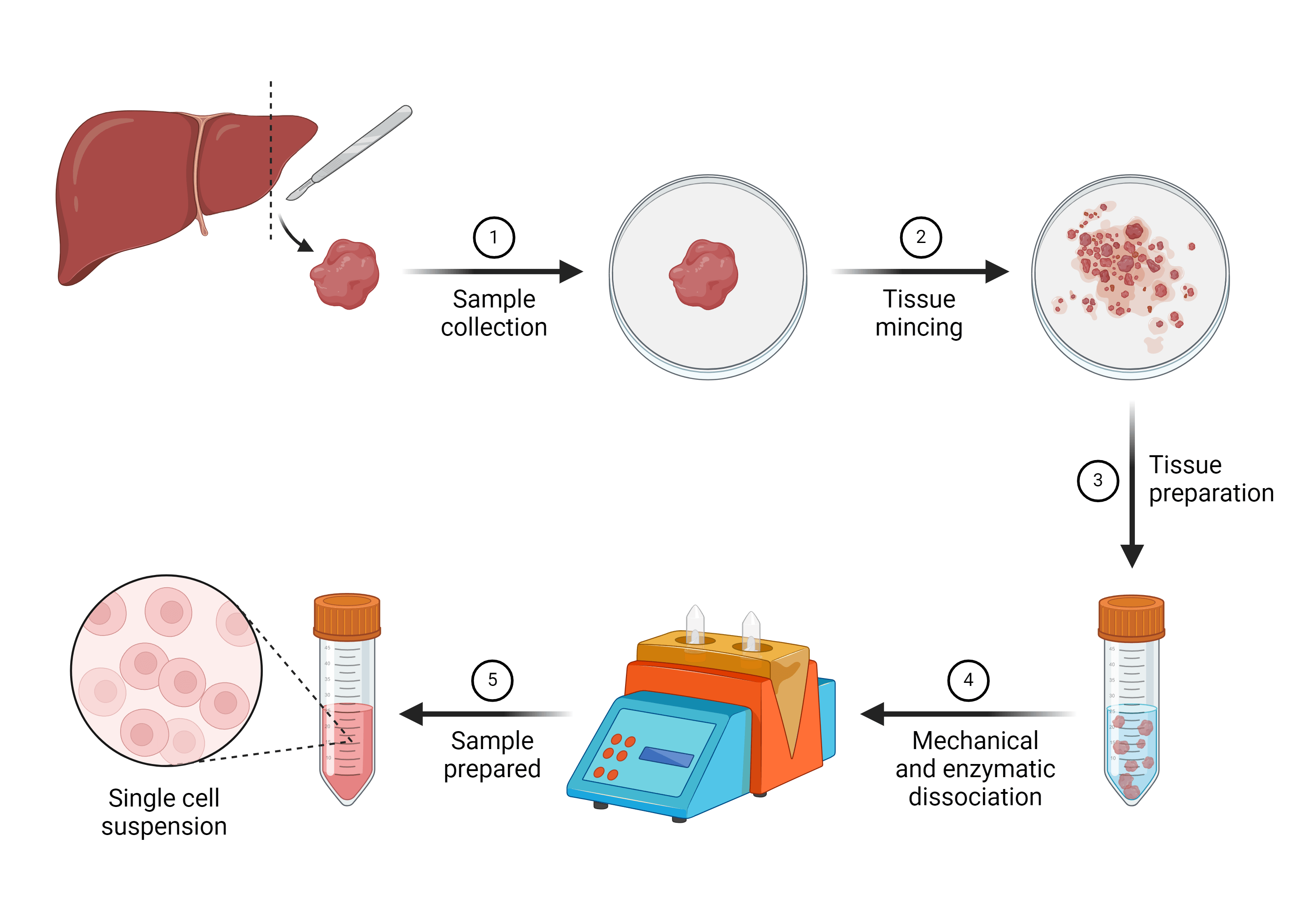 single cell suspension