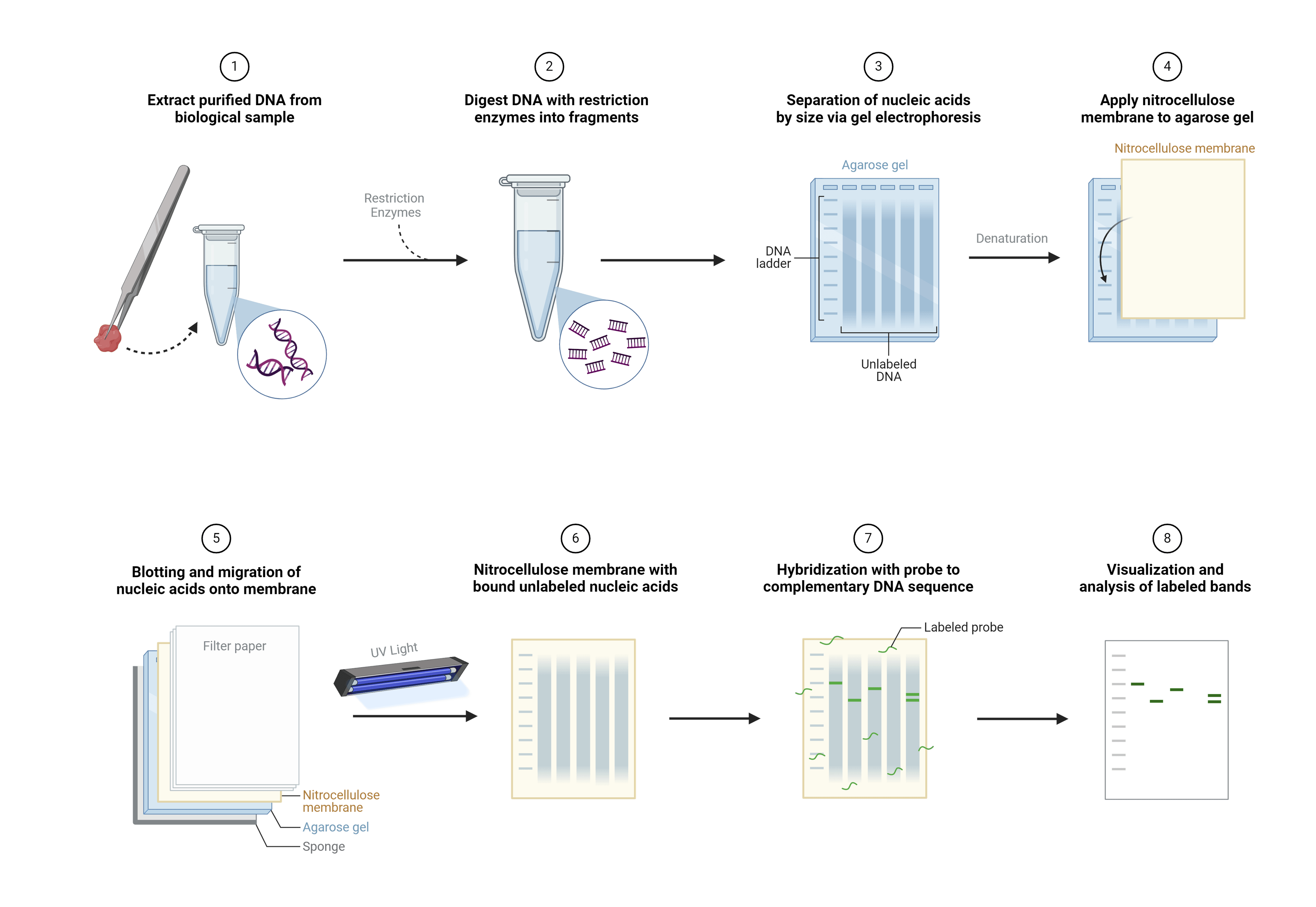 Southern blot