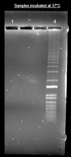 Helixyte™ iFluor® 350 Nucleic Acid Labeling Dye