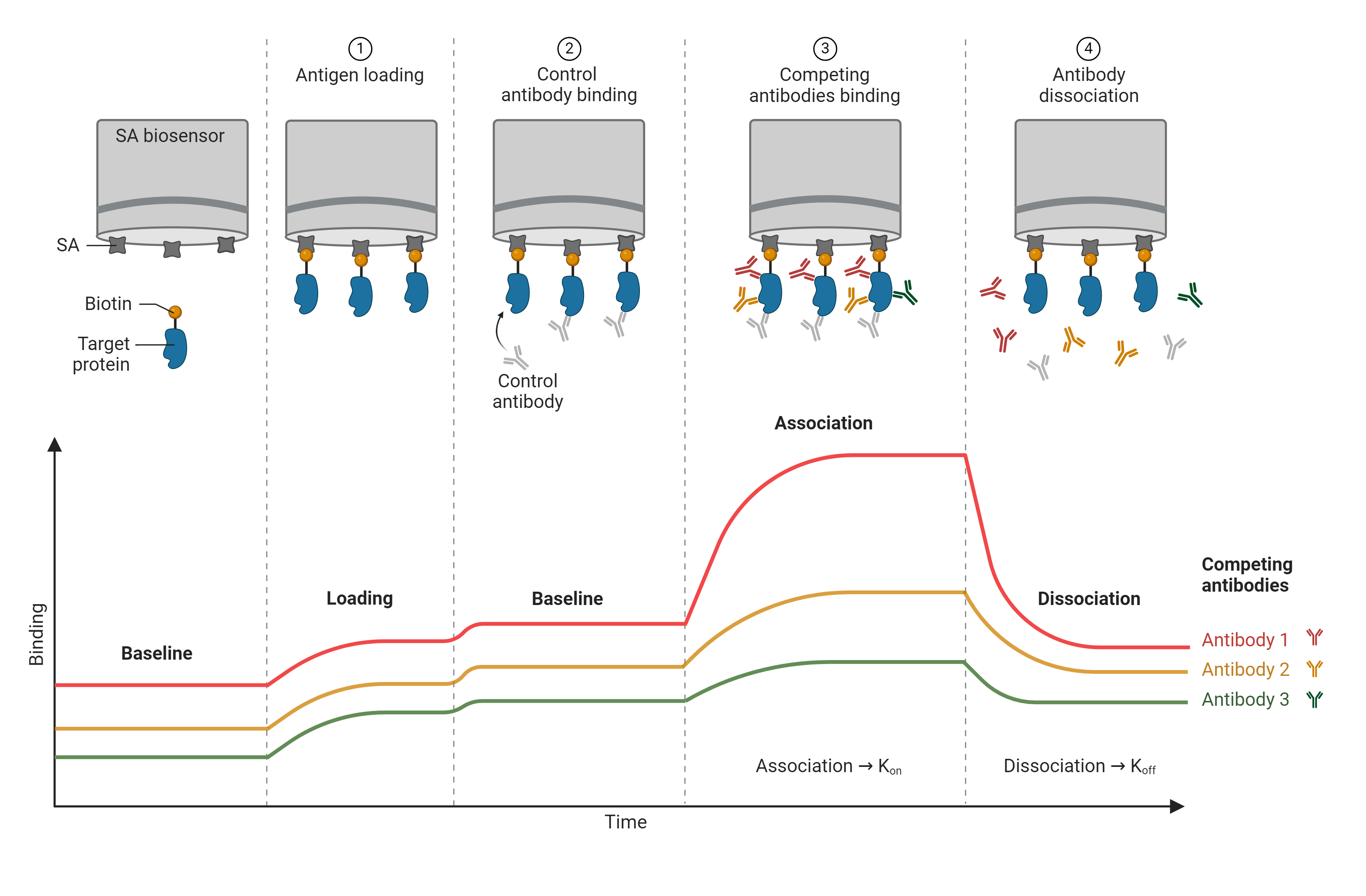 Basic steps of BLI along with the associated stages of the response curve