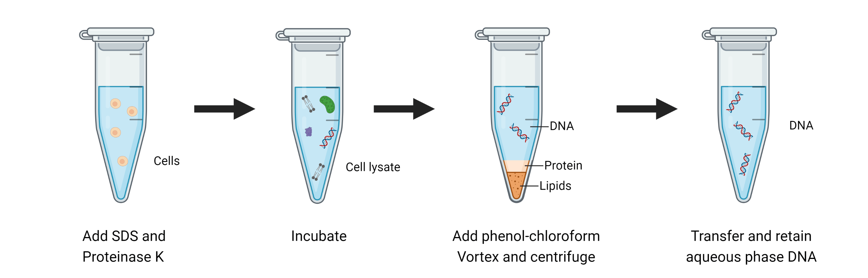 DNA extraction using the phenol:chloroform:isoamyl alcohol (PCIA) method