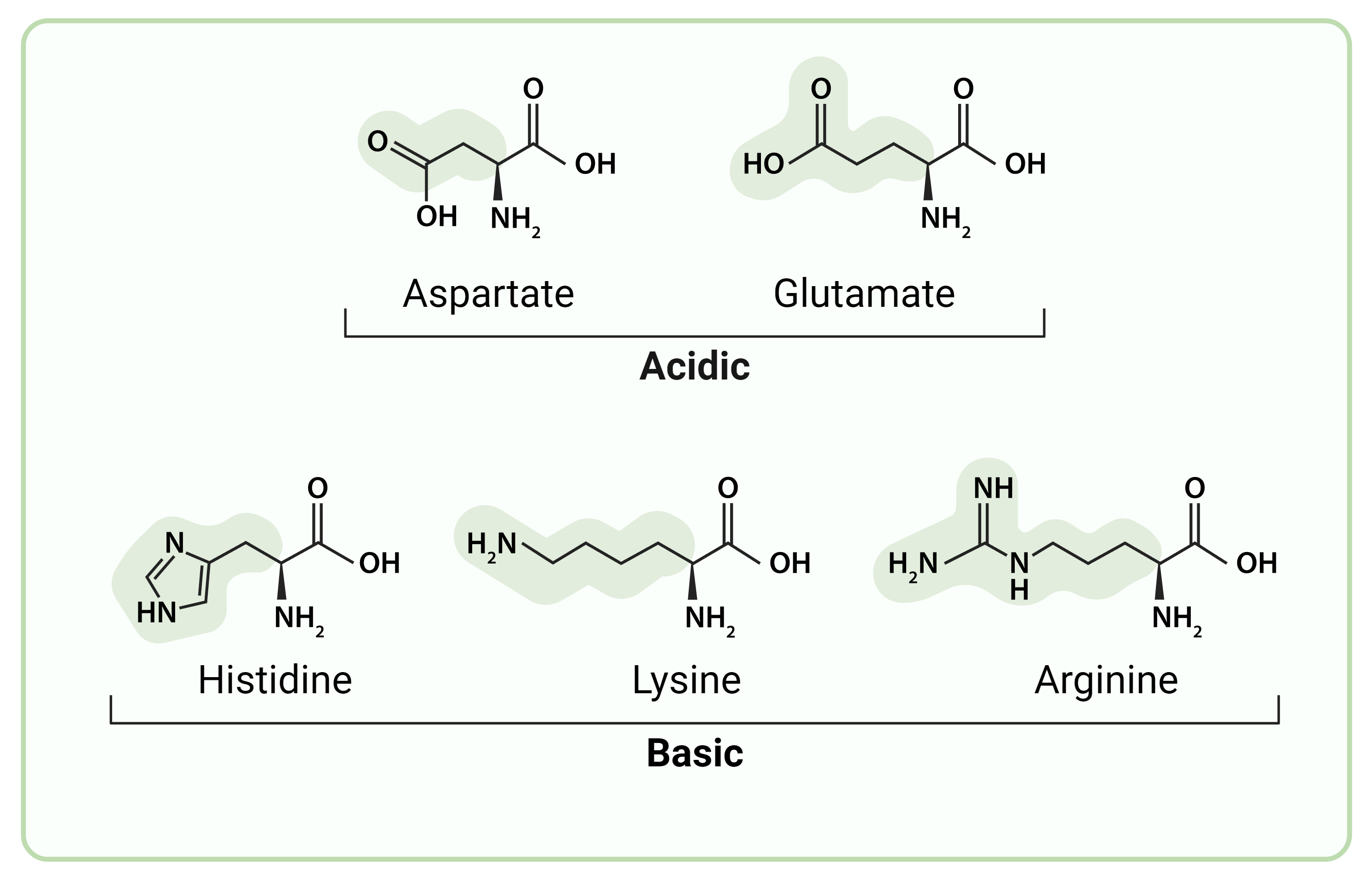 Amino acid structures