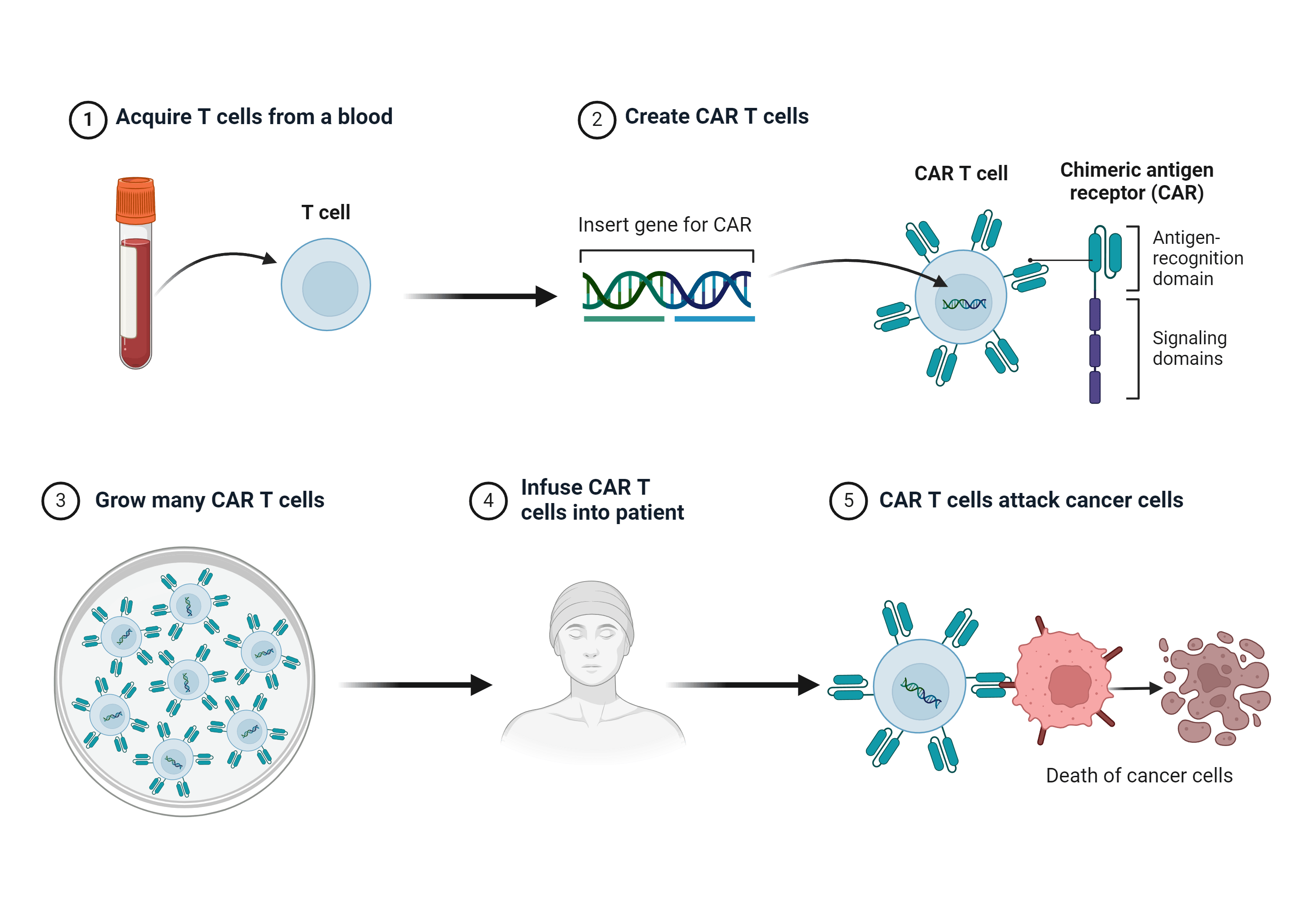 Chimeric Antigen Receptor (CAR) T cell generation and cancer therapy