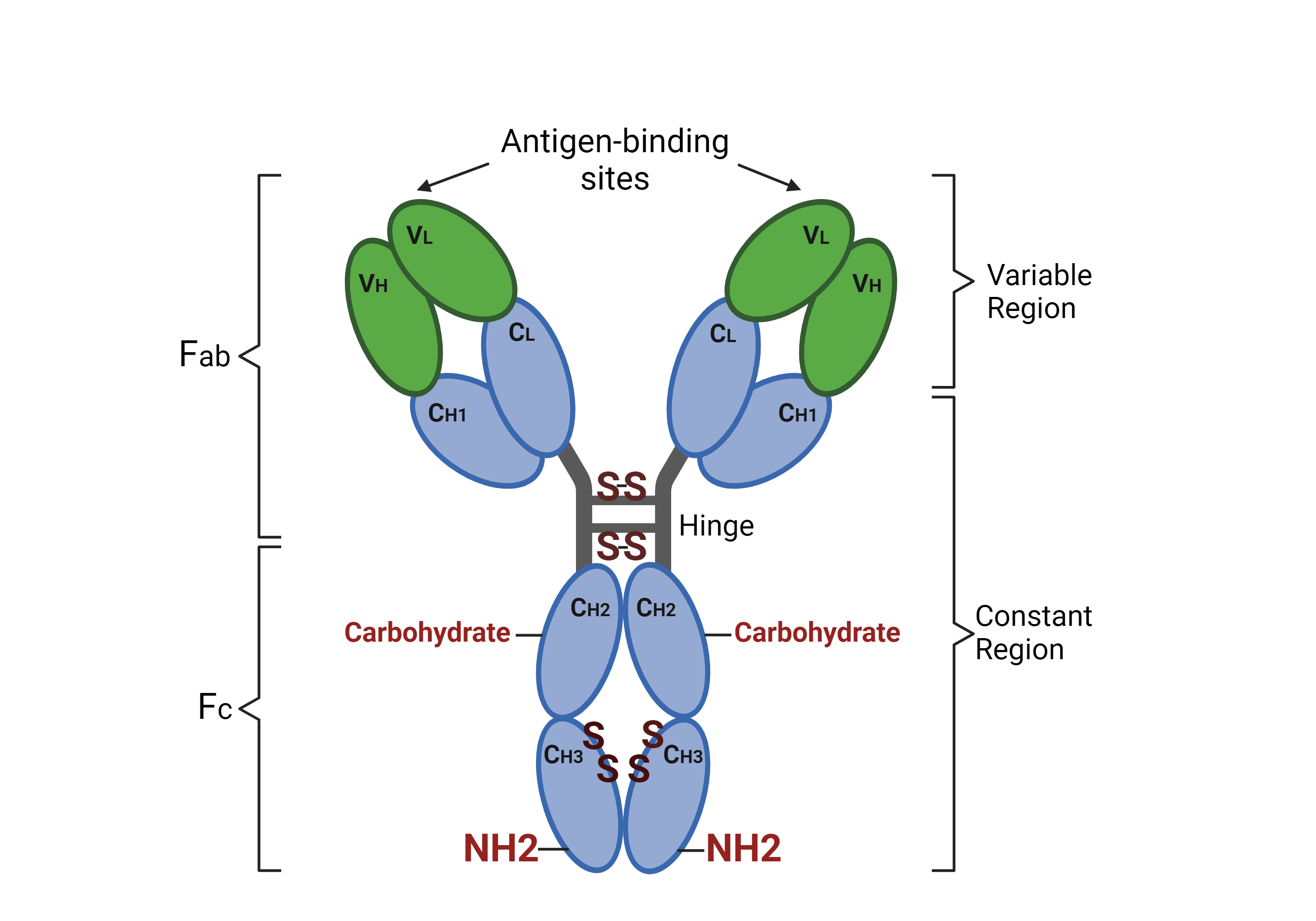 IgG antibody structure