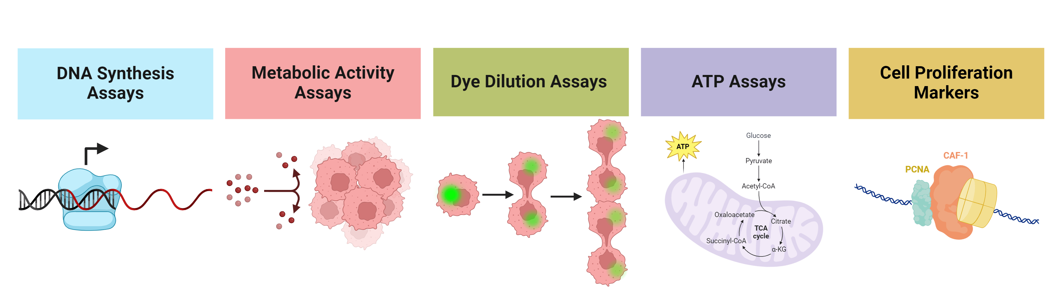 Types of cell proliferation assays;