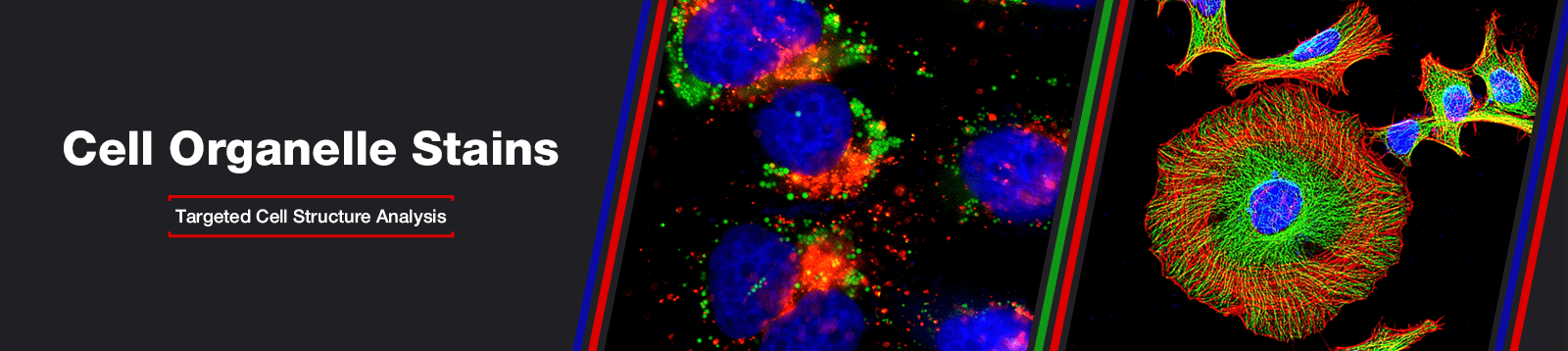 Cell Stain Banner;