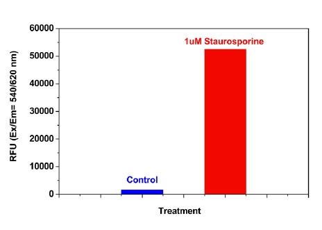 Detection of caspase 3/7 activities in jurkat cells.