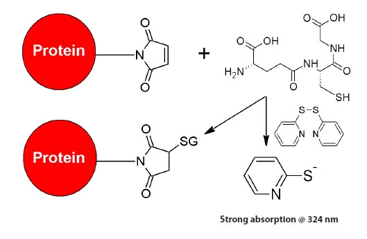 4,4'-DTDP assay principle for quantifying maleimide