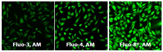 U2OS cells were seeded overnight at 40,000 cells per 100 µL per well in a Costar black wall/clear bottom 96-well plate. The growth medium was removed, and the cells were incubated with 100 µL of 4 µM Fluo-3 AM, Fluo-4 AM and Fluo-8® AM in HHBS at 37°C for 1 hour. The cells were washed twice with 200 µL HHBS, then imaged with a fluorescence microscope using FITC channel.