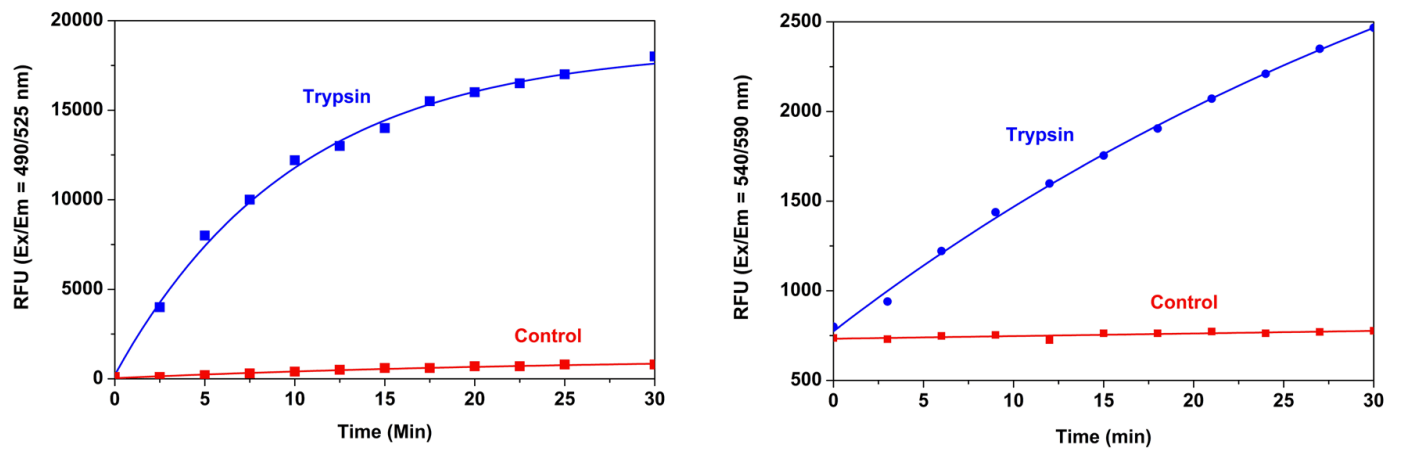 Trypsin protease activity;Trypsin protease activity