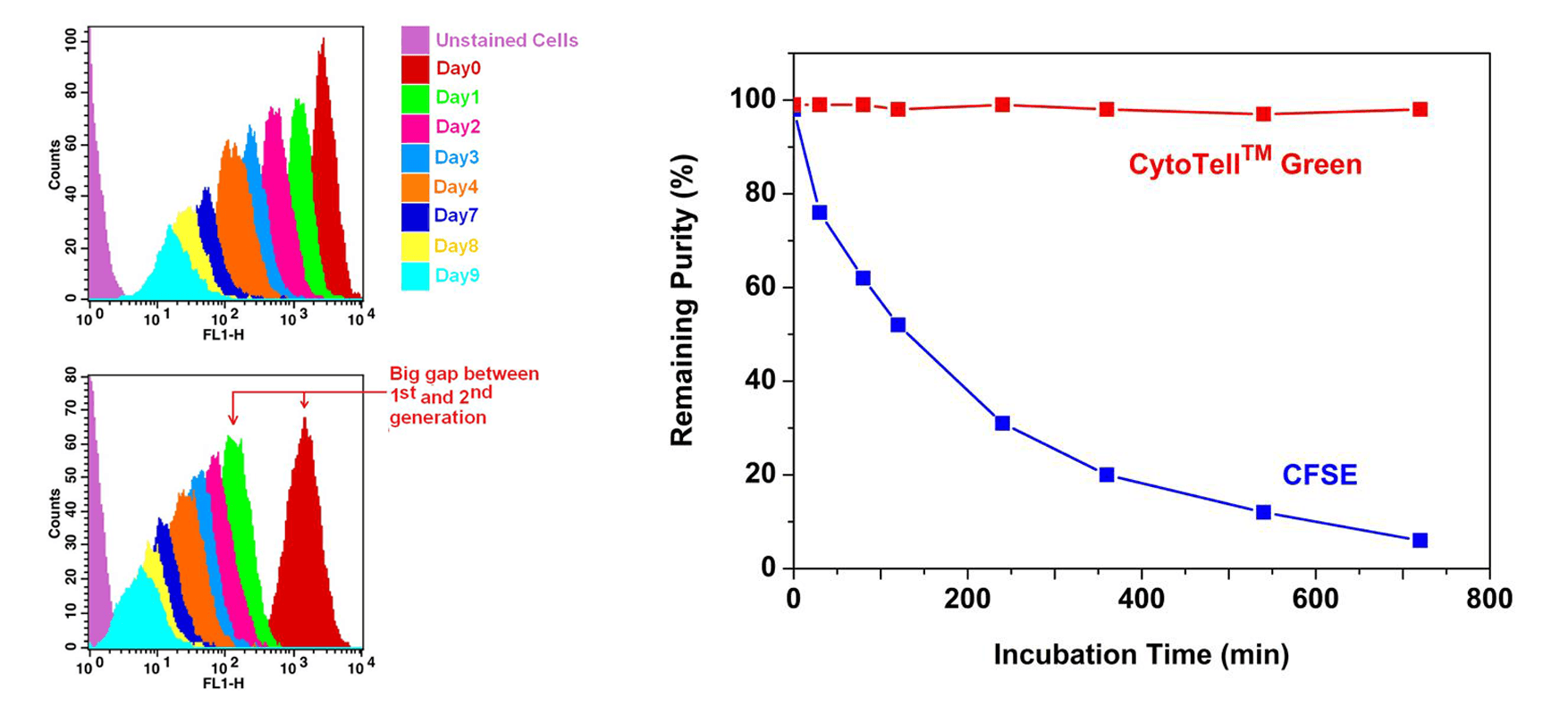 Cell tracking assay with CytoTell&trade; Green and CFSE; Stability comparison of CytoTell&trade; Green and CFSE