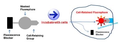 CytoTell™ dye working principle. CytoTell™ dye consists of three components: a) fluorescence blocker; b) masked fuorephore; and c) cell-retaining moiety. Upon entering live cells, the fluorescence of CytoTell™ dye is released via the removal of fluorescence blocker, and the released fluorephore is retained in cells through the cell-retaining group.
