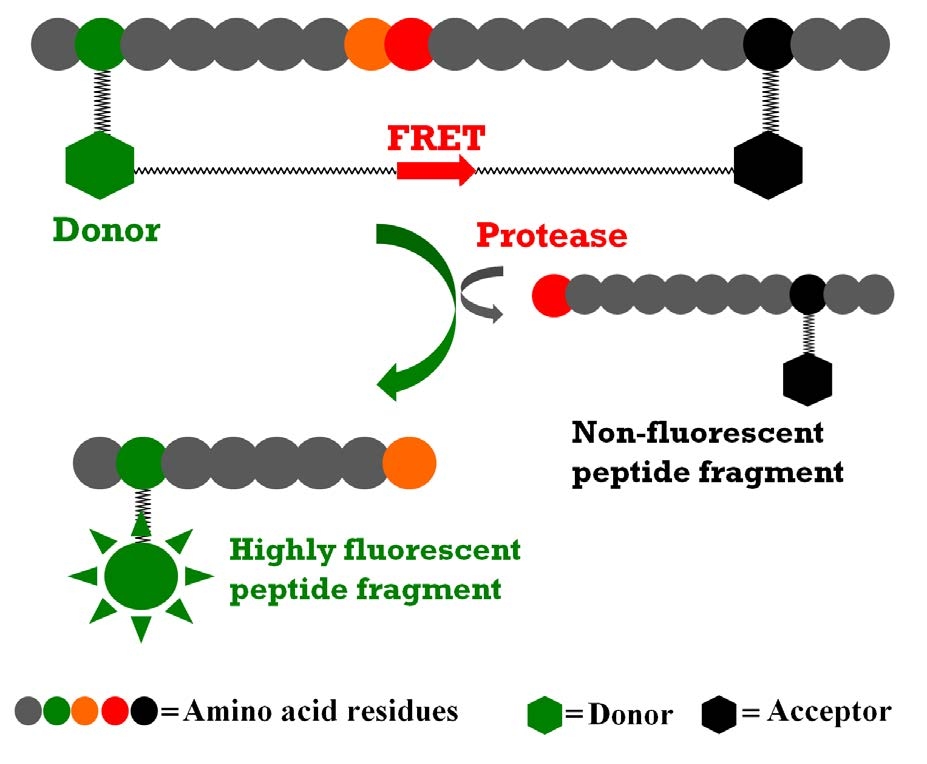 The internally quenched FRET peptide substrate is digested by a protease to generate the highly fluorescent peptide fragment.