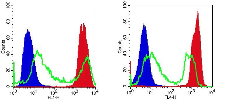 Jurkat cells were treated and stained with live or dead fixable dead cell staining kit green fluorescence; Jurkat cells were stained with live or dead fixable dead cell staining kit red fluorescence
