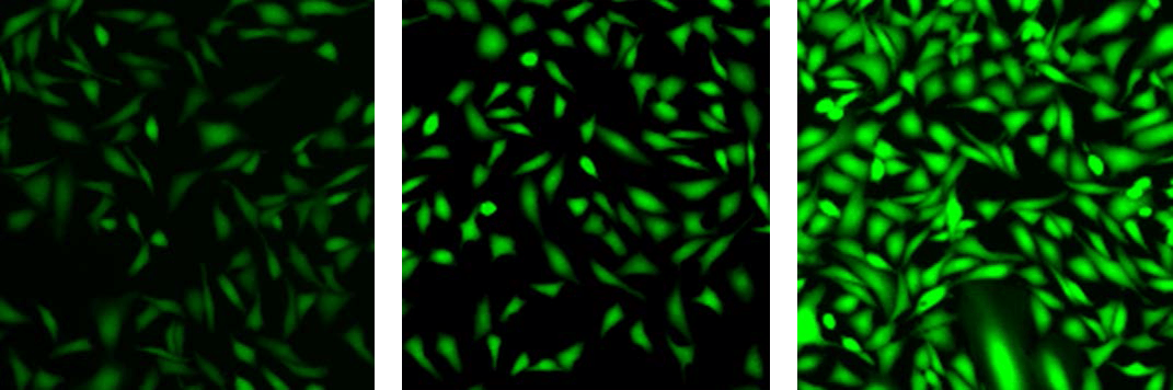Fluo-3 AM in HHBS at 37&deg;C for 1 hour;Fluo-4 AM in HHBS at 37&deg;C for 1 hour;Fluo-8<sup>&reg;</sup> AM in HHBS at 37&deg;C for 1 hour