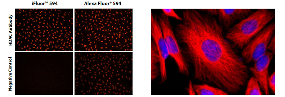 HeLa cells were stained with Rabbit HDAC antibody.;HeLa cells were stained with mouse anti-tubulin.