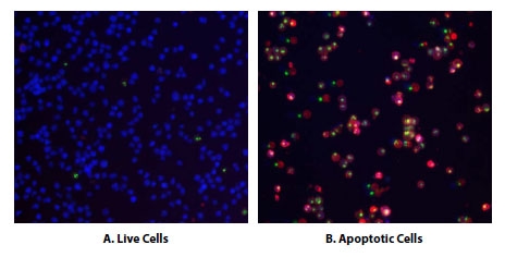 Binding activity of Apopxin™ Deep Red to phosphatidylserine in Jurkat cells.