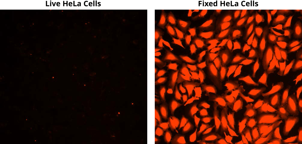 Live hela cells;Fixed hela cells