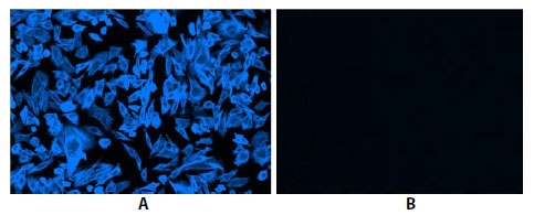 CPA cells stained with cell navigator f-actin labeling kit