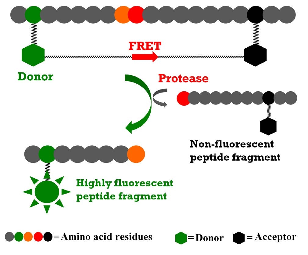 The internally quenched FRET peptide substrate is digested by a protease to generate the highly fluorescent peptide fragment.