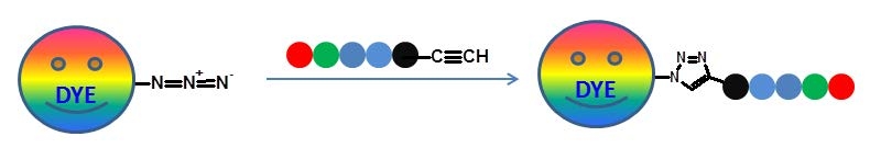 The reaction scheme of a biomolecule alkyne with a dye azide.