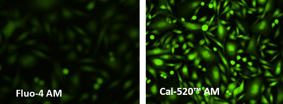 fluo4 am;cal-520 am